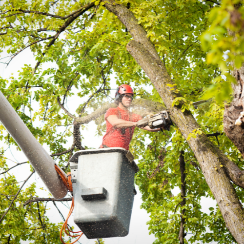 Tree Service SEO